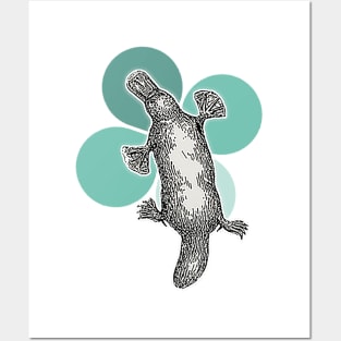 Platypus drawing Posters and Art